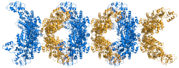 IMPDH filament