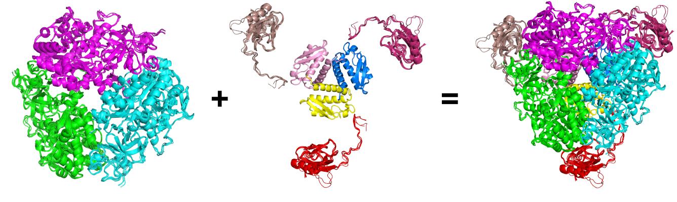 Urease C3-A3B3C3