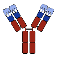 antibody